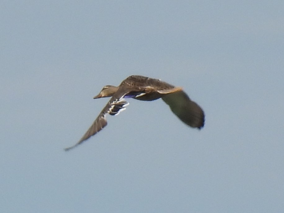 Зэрлэг нугас - ML641022380