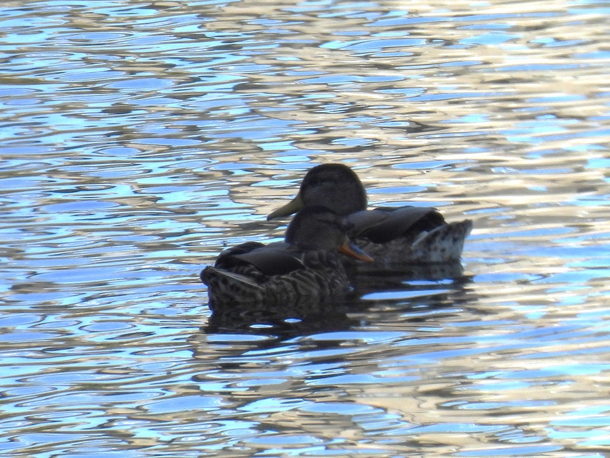 Зэрлэг нугас - ML641022381