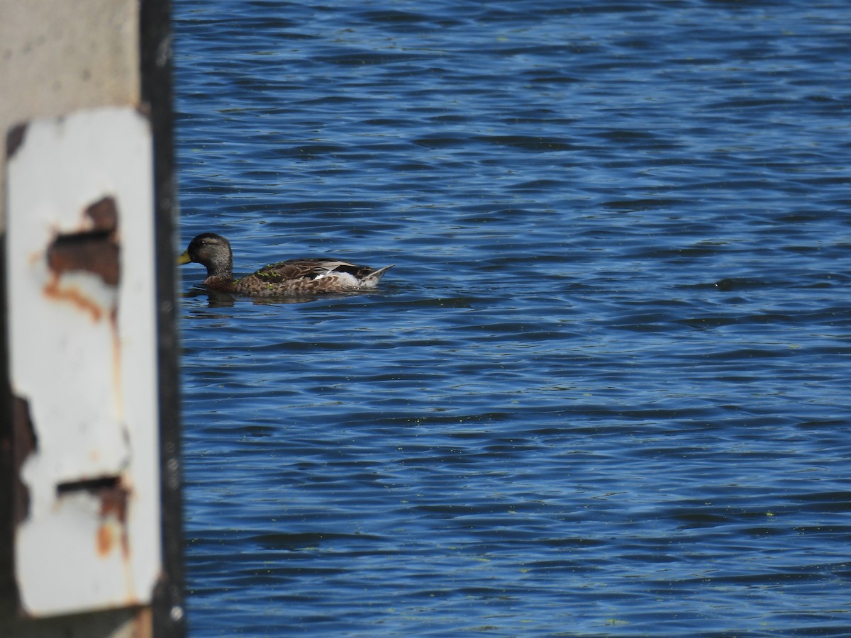 Зэрлэг нугас - ML641022383