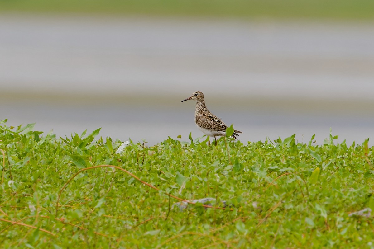 Graubrust-Strandläufer - ML641022398