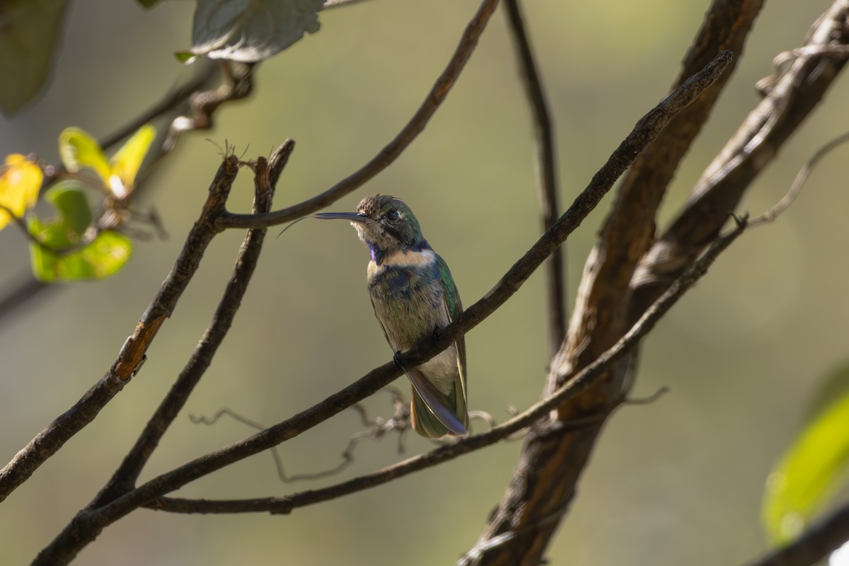 Hyacinth Visorbearer - ML641022420