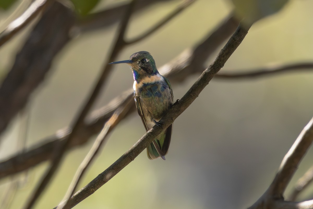 Hyacinth Visorbearer - ML641022422