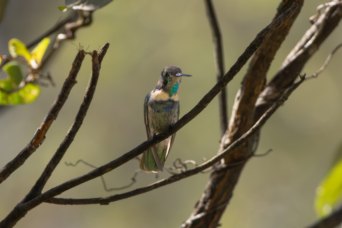 Hyacinth Visorbearer - ML641022423