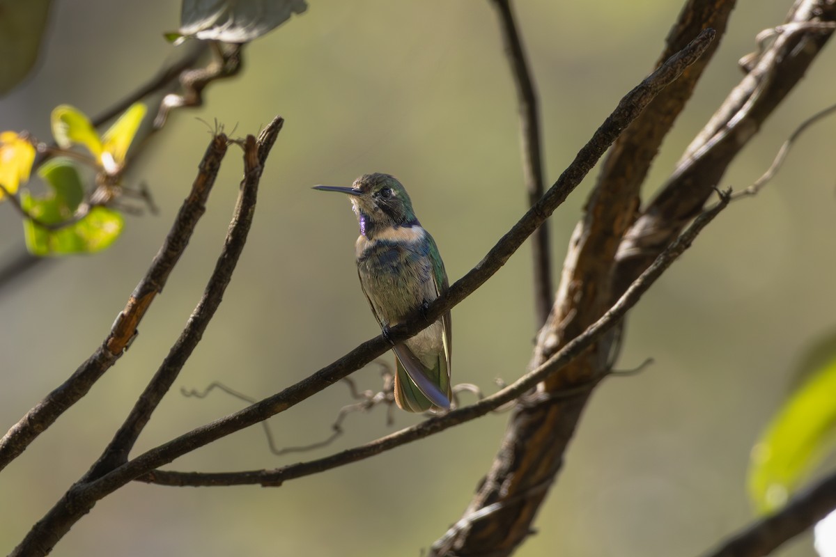 Hyacinth Visorbearer - ML641022424