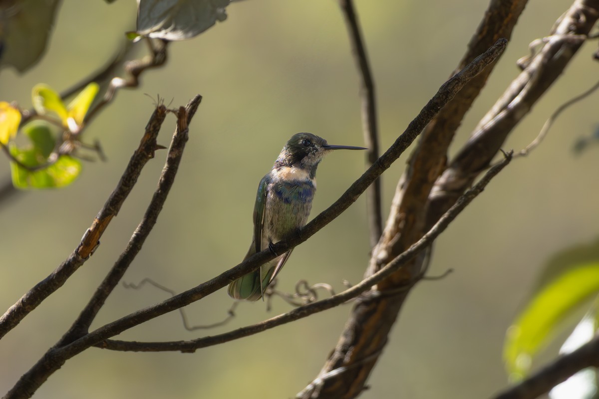 Hyacinth Visorbearer - ML641022426