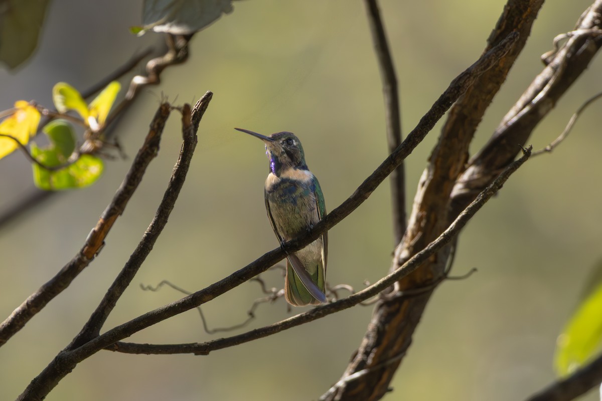 Hyacinth Visorbearer - ML641022427