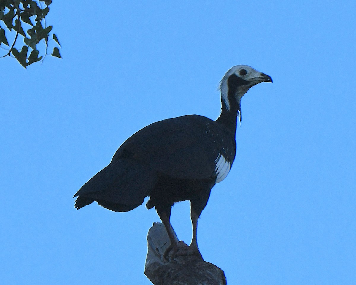 Pava Goliblanca - ML641022443
