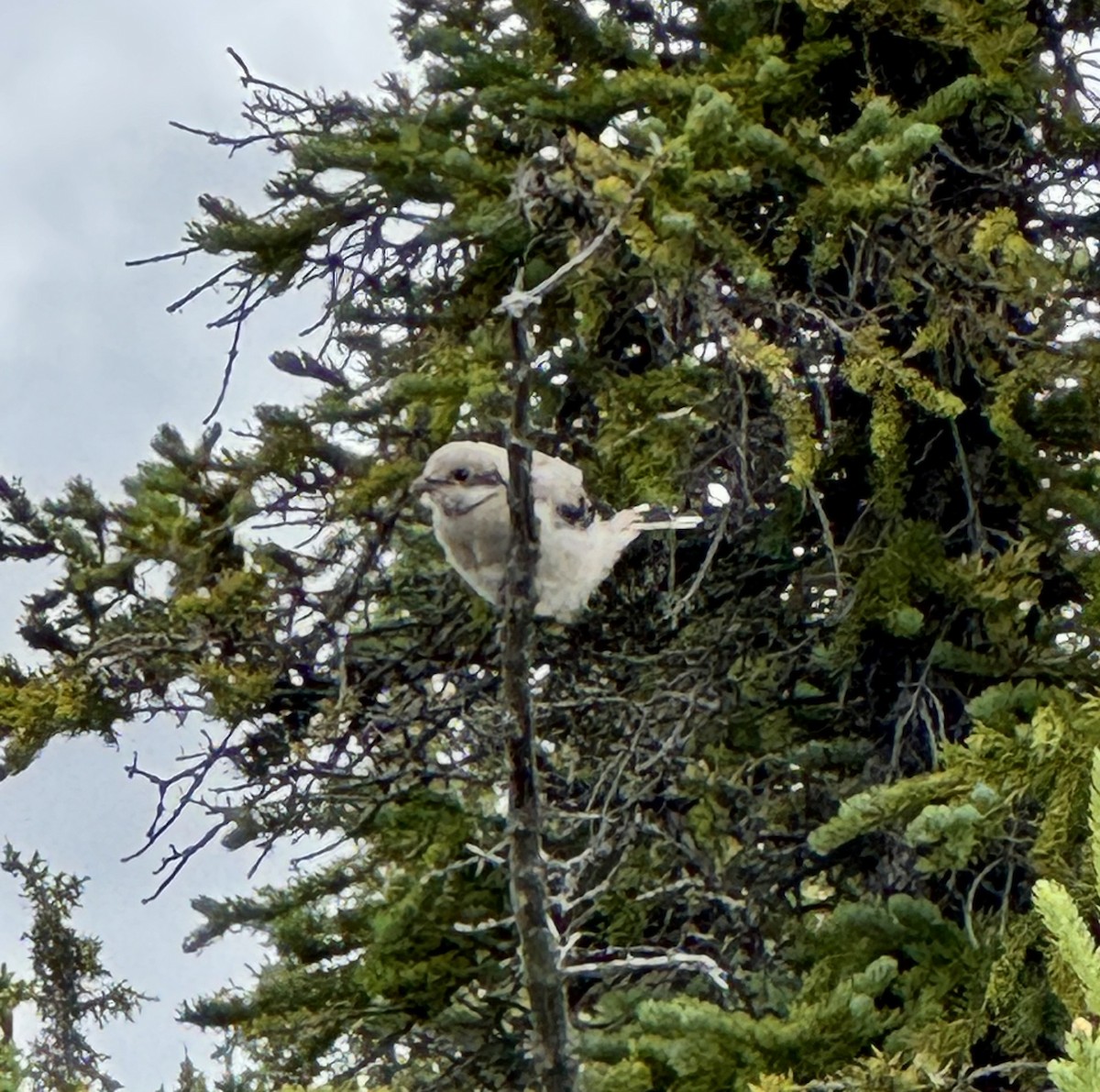 Antzandobi boreala - ML641022453