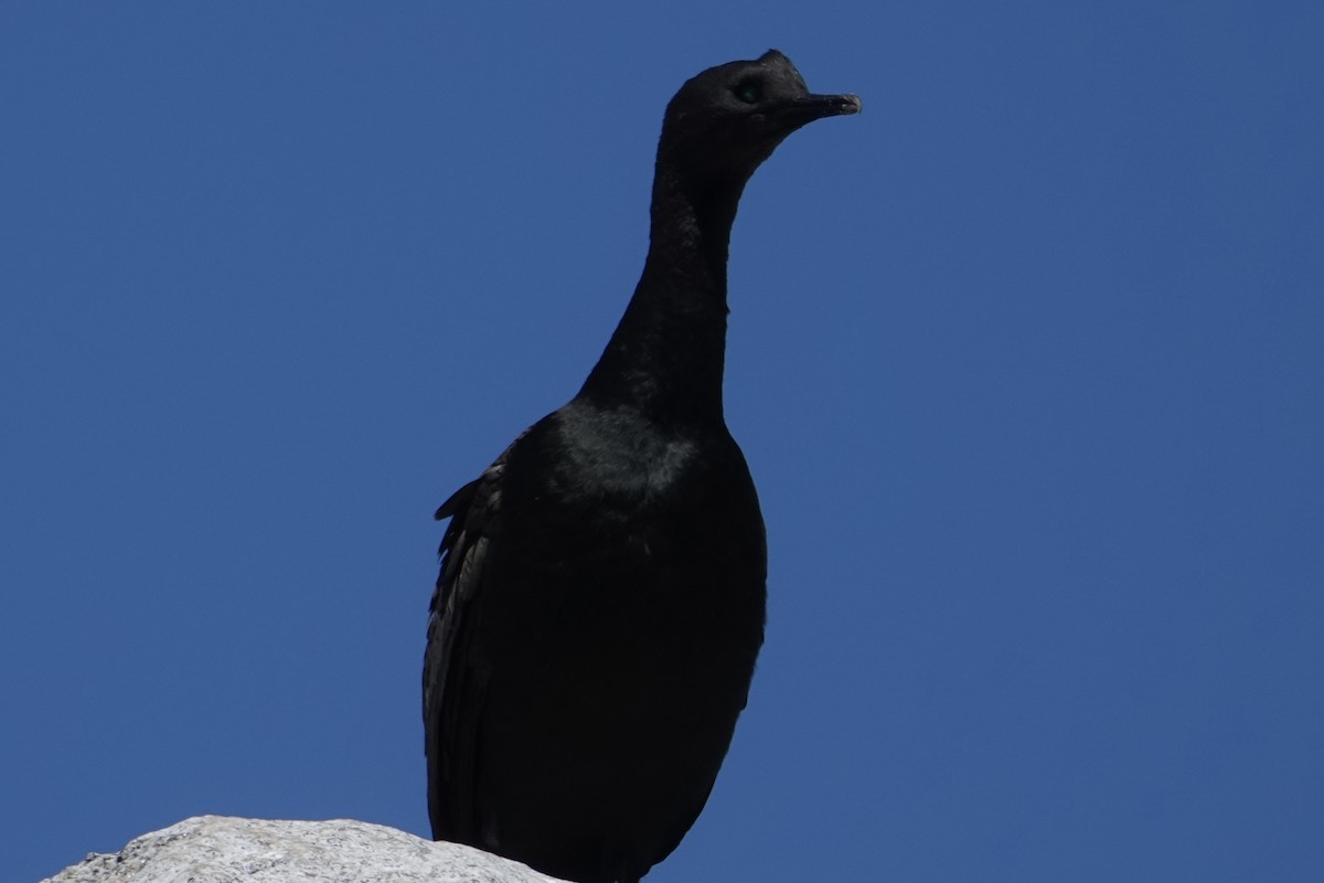 Cormoran des bancs - ML641022479