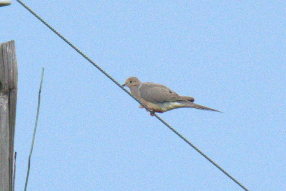 Mourning Dove - ML641022481