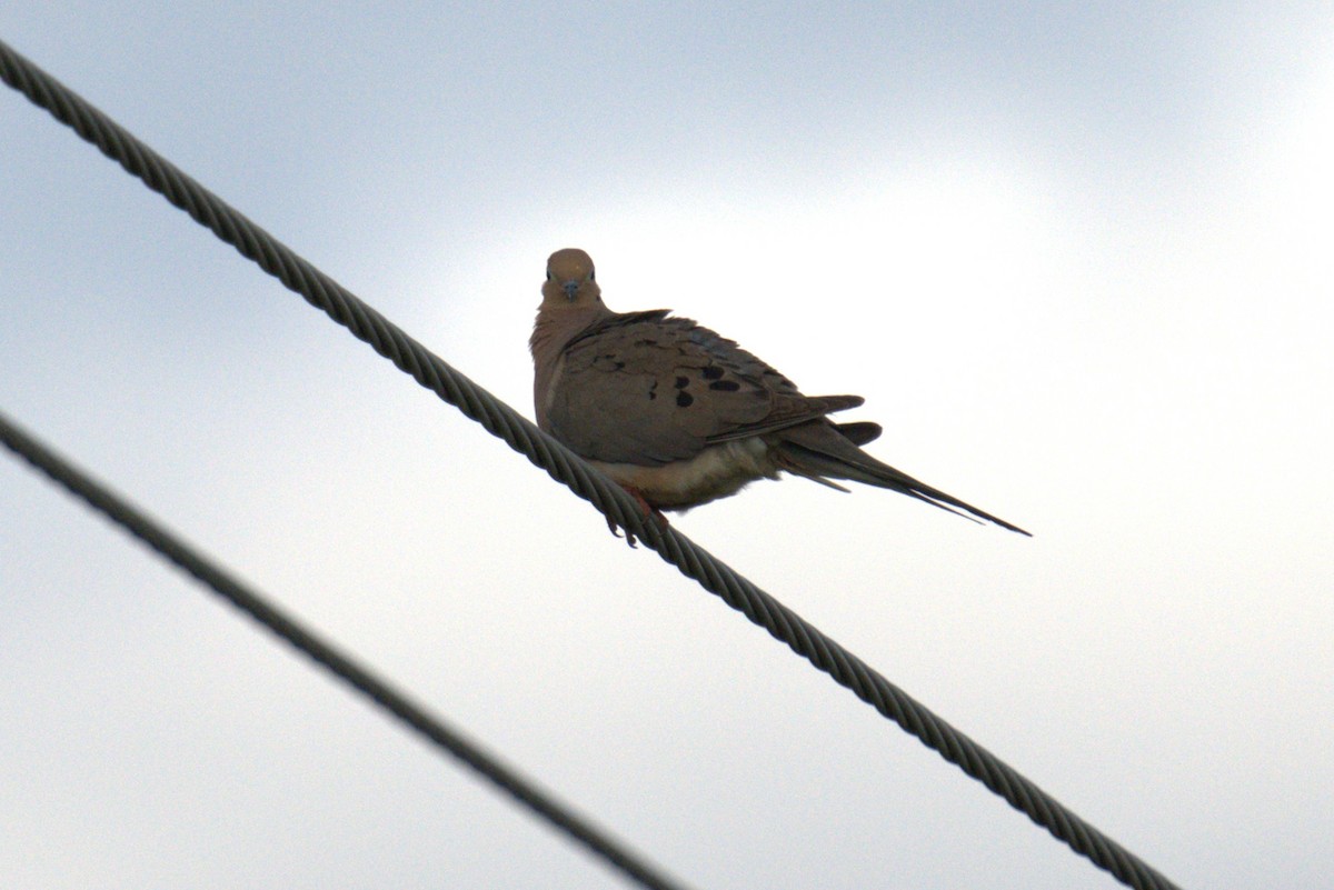 Mourning Dove - ML641022482