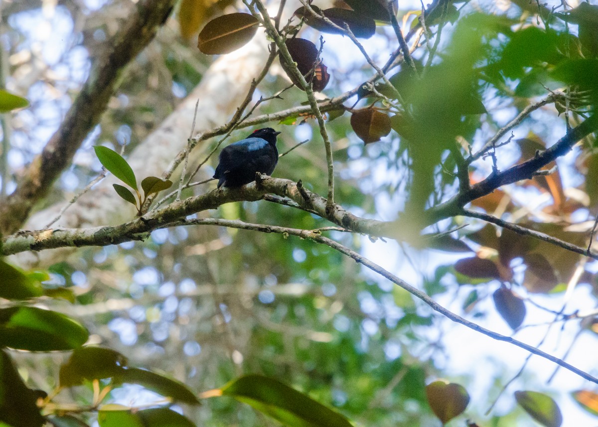 Blue-backed Manakin - ML641022486