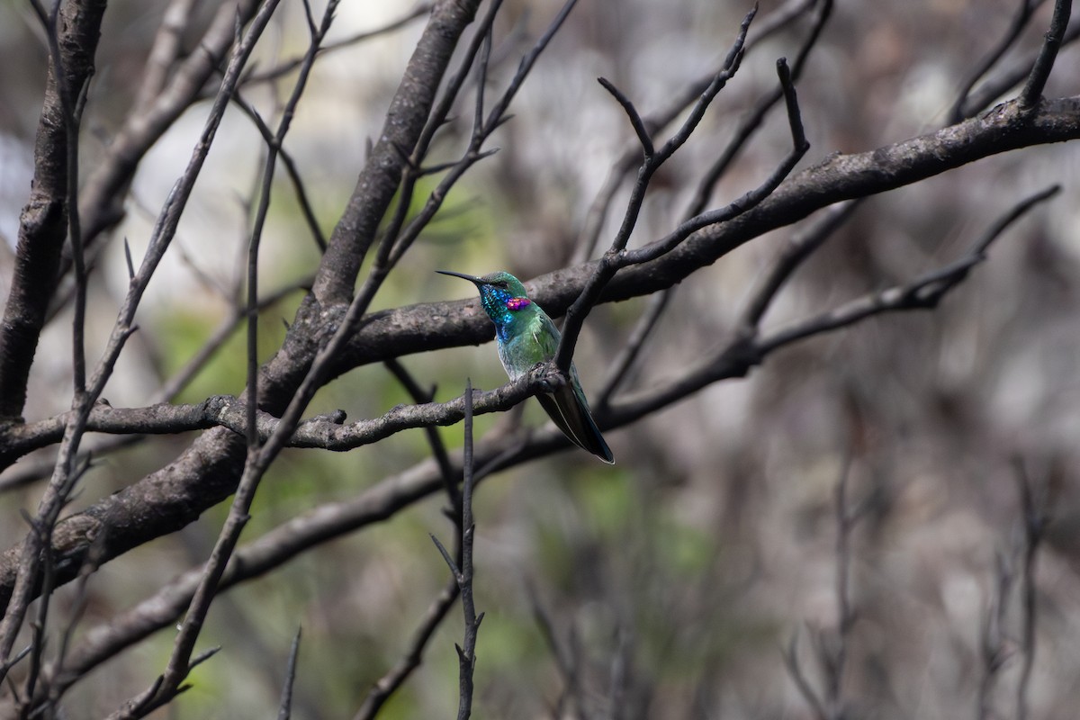 White-vented Violetear - ML641022492