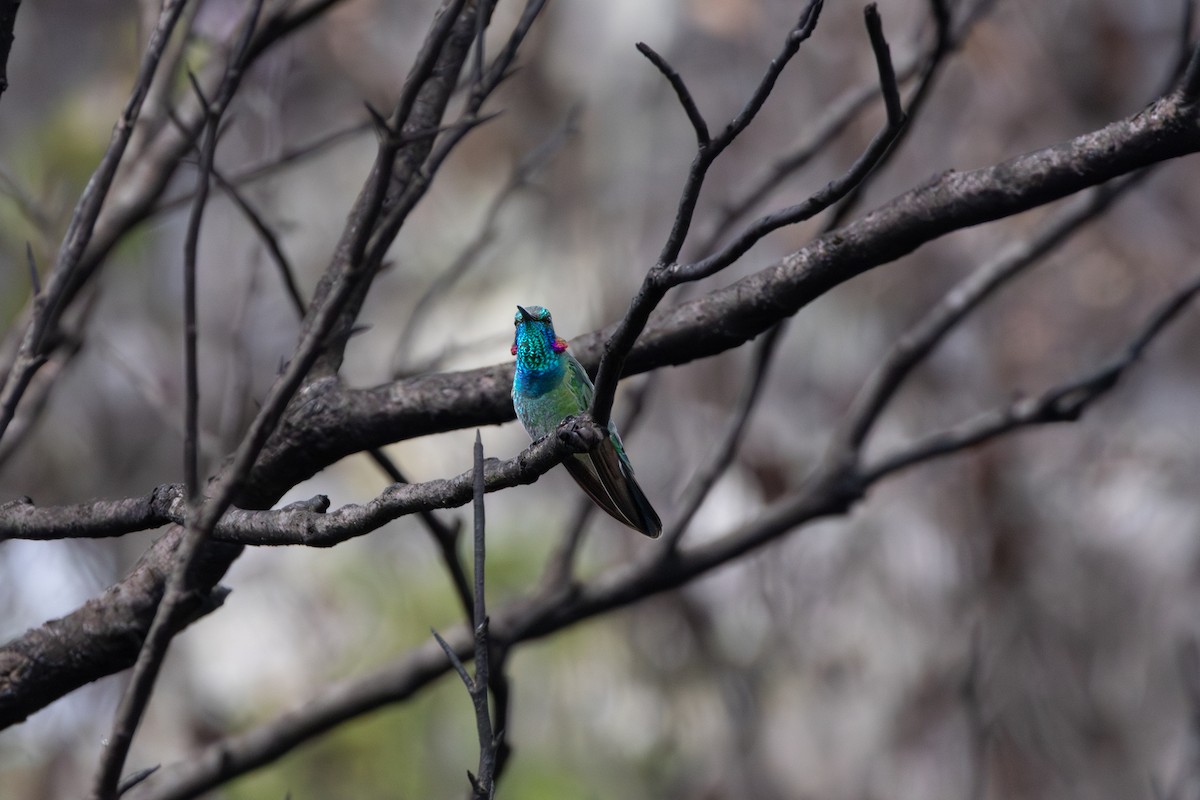 White-vented Violetear - ML641022493