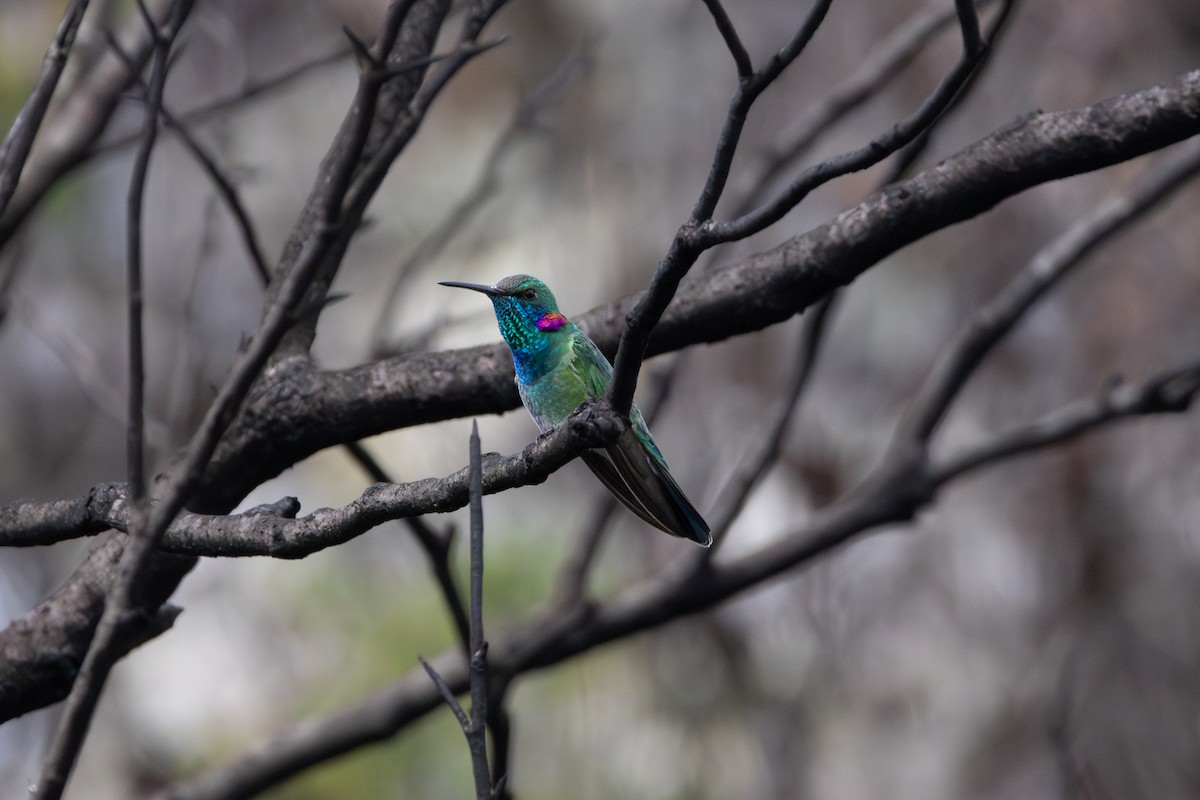White-vented Violetear - ML641022494