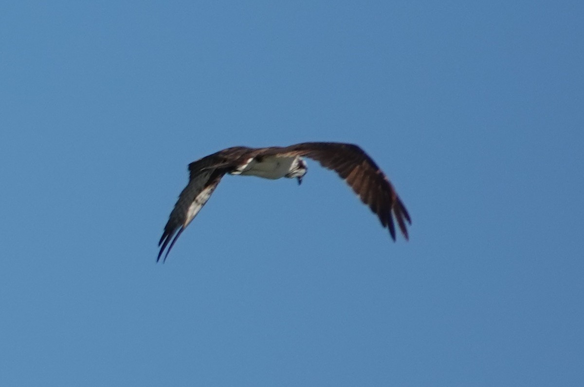 Osprey - ML641022505