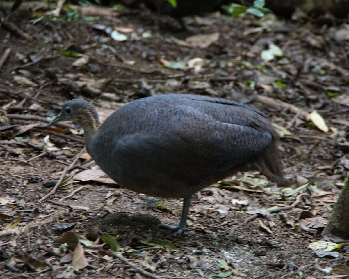Solitary Tinamou - ML641022575