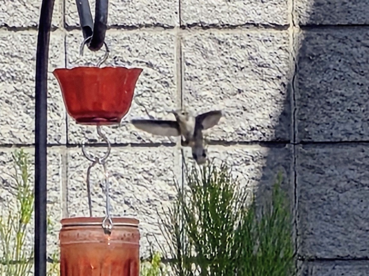 Costa's Hummingbird - ML641022578