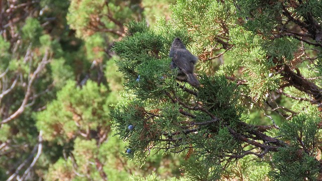 Juniper Titmouse - ML641022597