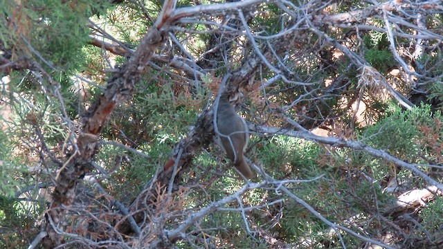 Juniper Titmouse - ML641022631