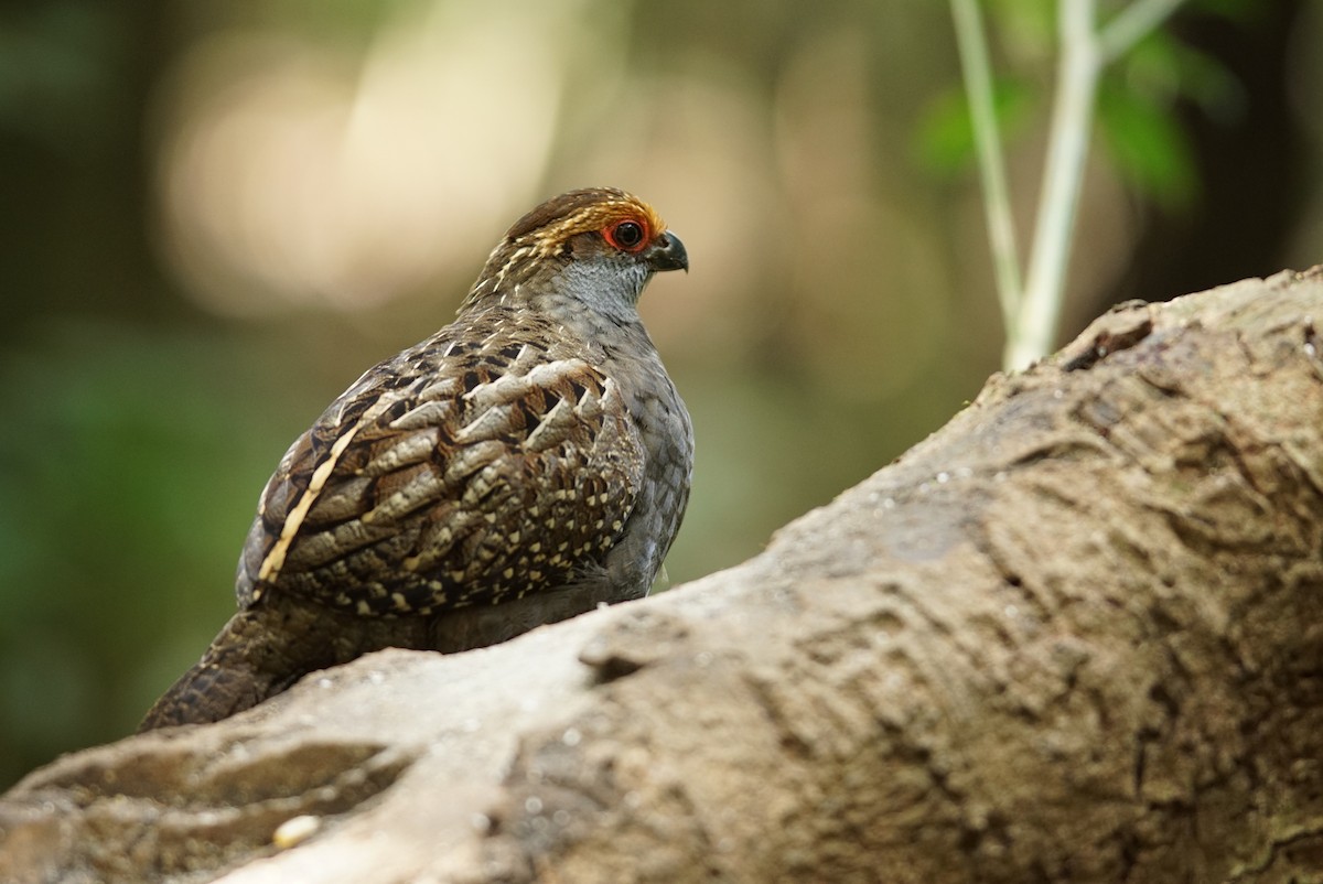 Spot-winged Wood-Quail - ML641022640