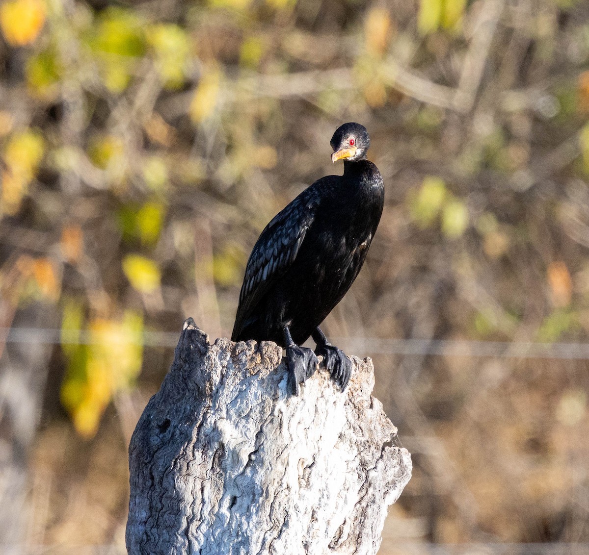 Reed Cormorant - ML641022647