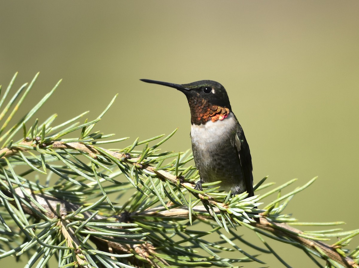 Ruby-throated Hummingbird - ML641022655