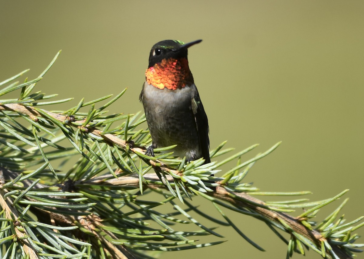 Ruby-throated Hummingbird - ML641022657