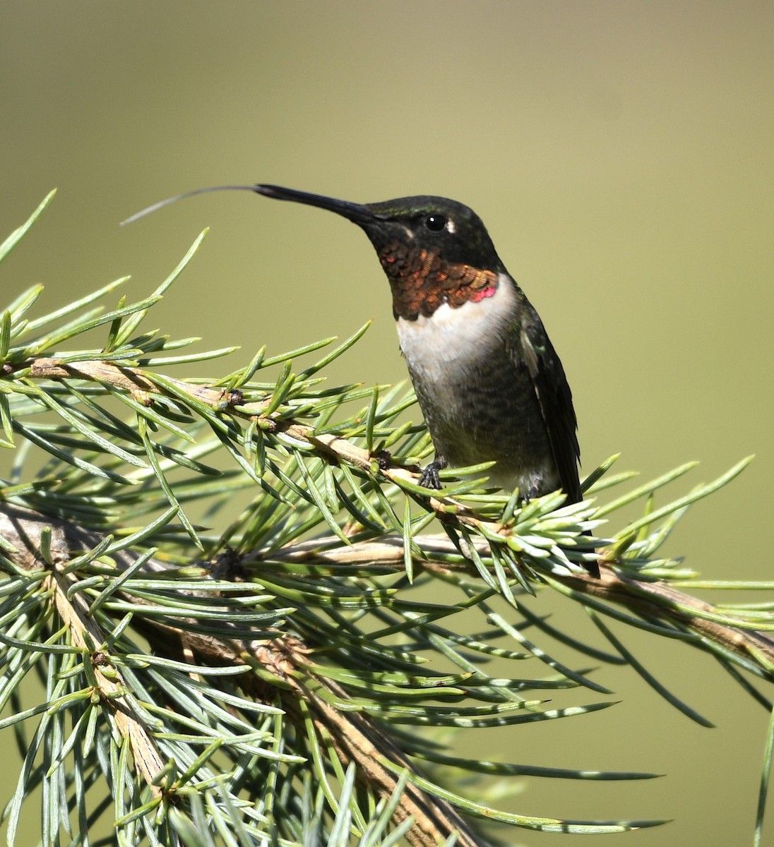 Ruby-throated Hummingbird - ML641022658