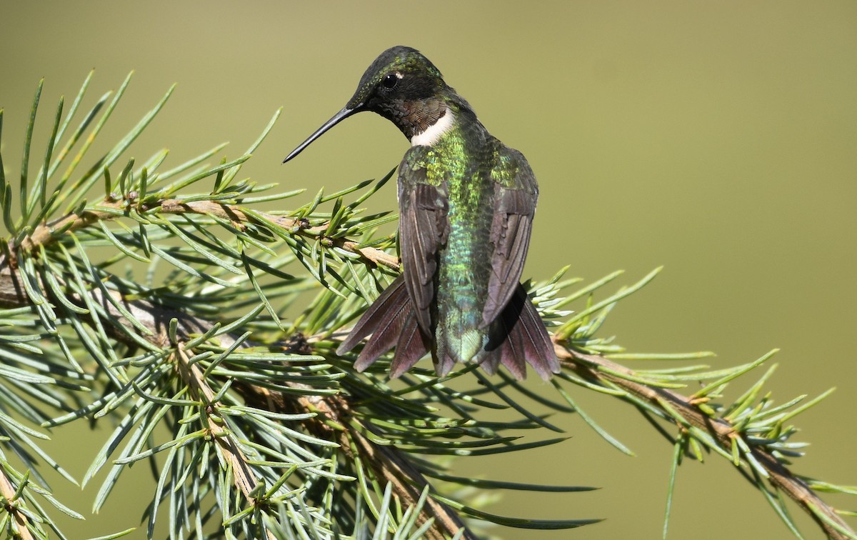 Ruby-throated Hummingbird - ML641022668