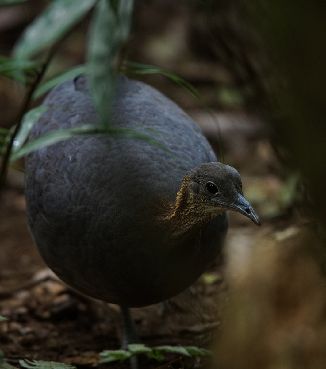 Solitary Tinamou - ML641022678
