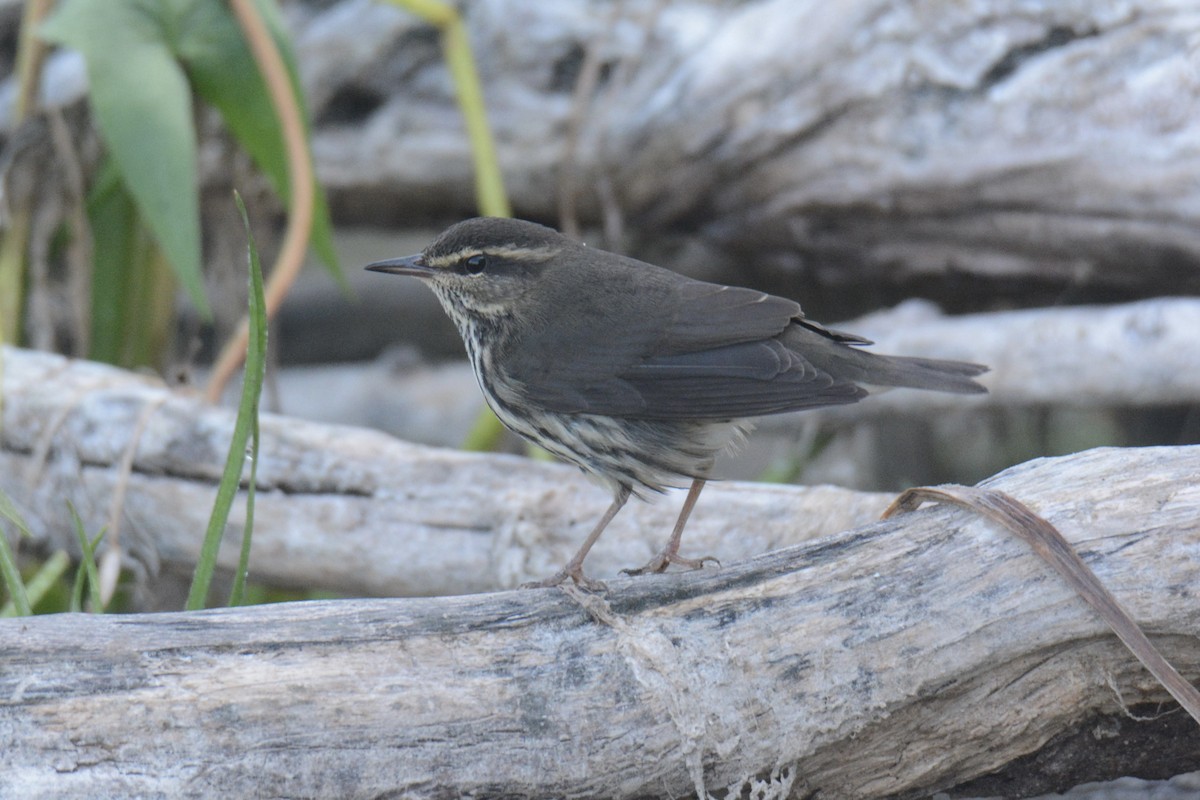 Northern Waterthrush - ML641022694