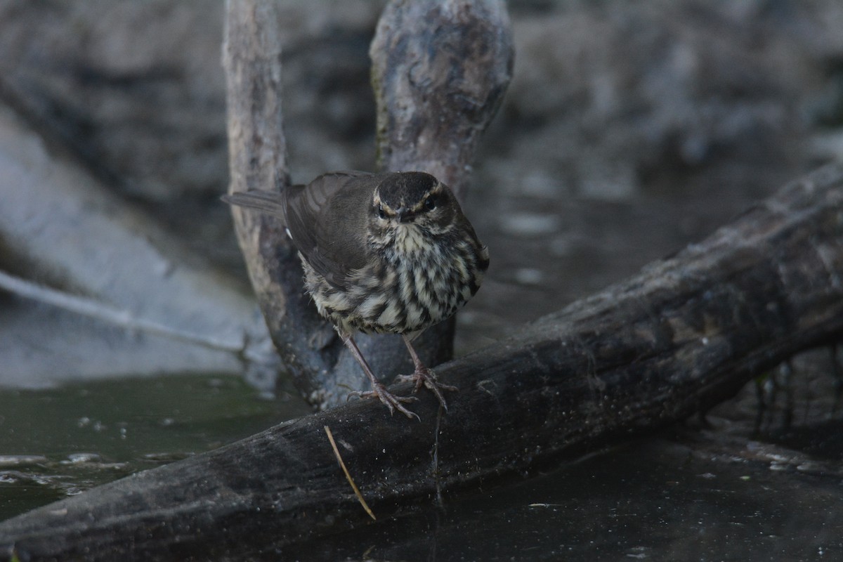 Northern Waterthrush - ML641022695