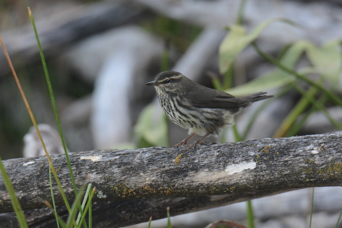 Northern Waterthrush - ML641022696