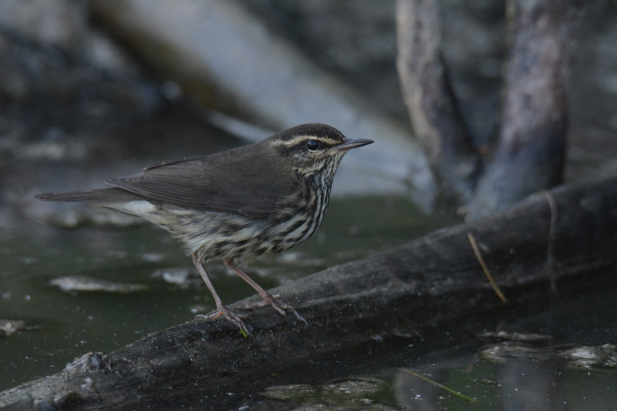 Northern Waterthrush - ML641022697