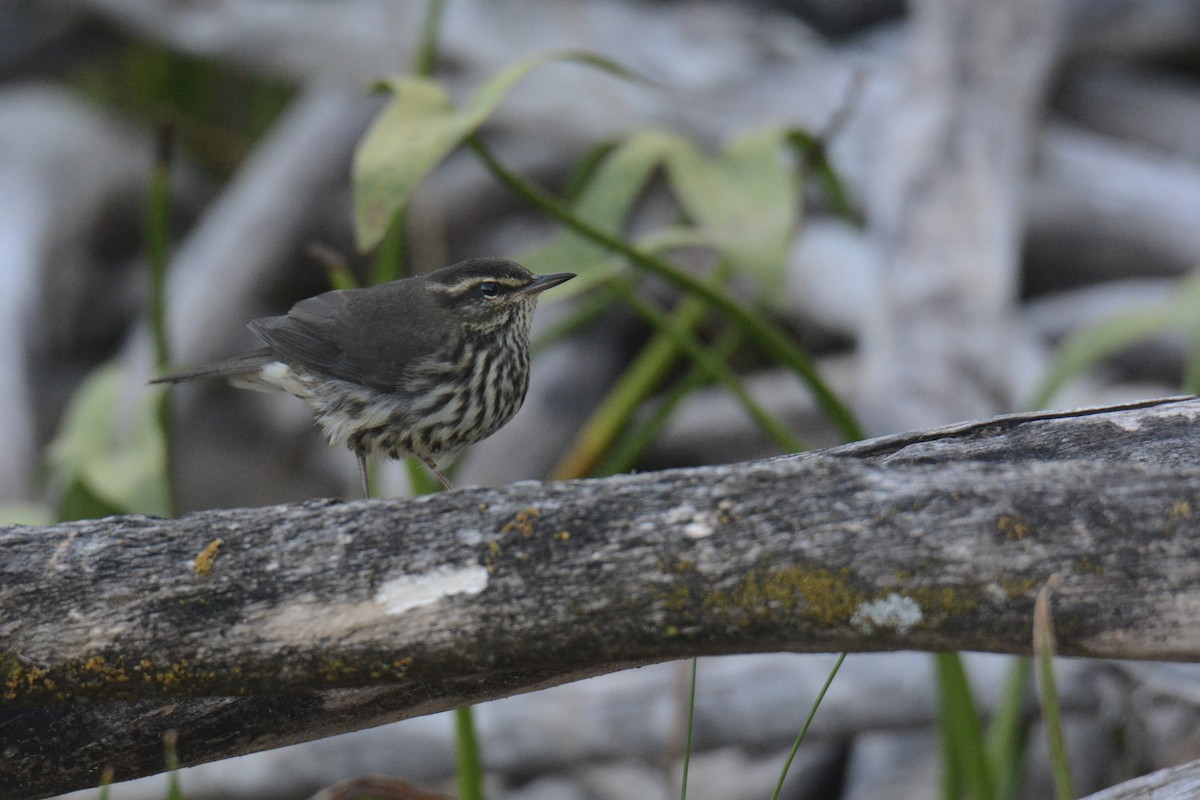 Northern Waterthrush - ML641022698