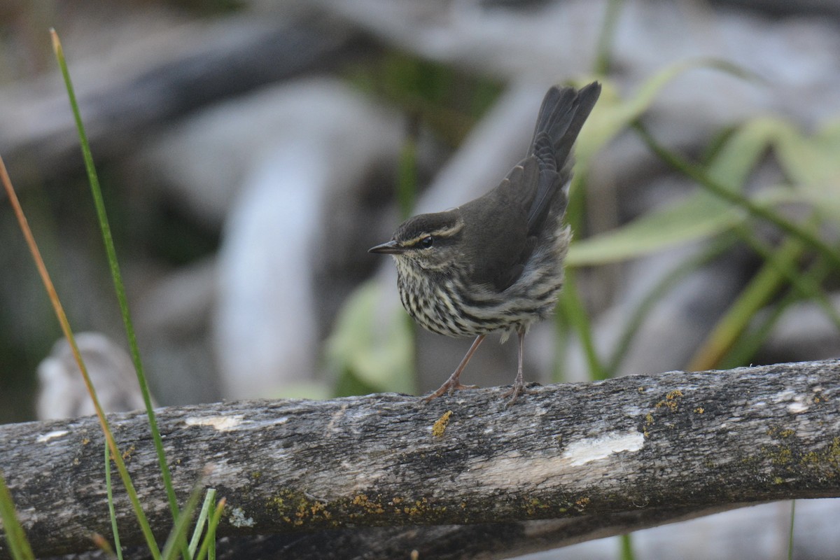 Northern Waterthrush - ML641022700