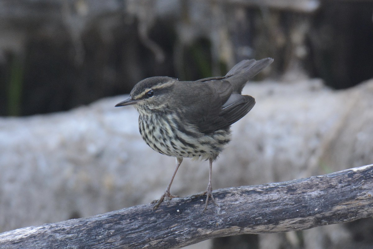 Northern Waterthrush - ML641022701