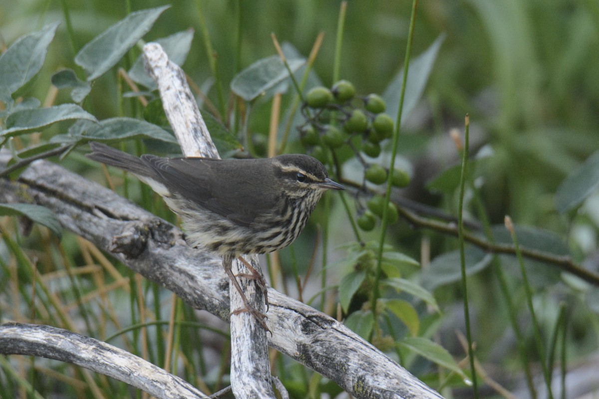 Northern Waterthrush - ML641022705