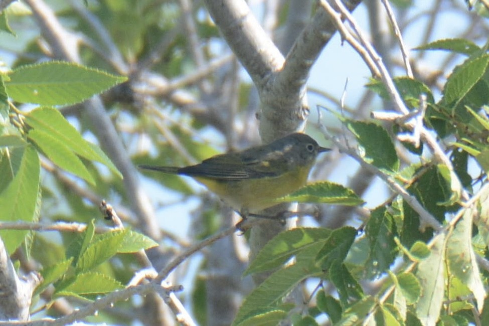 Nashville Warbler - ML641022721