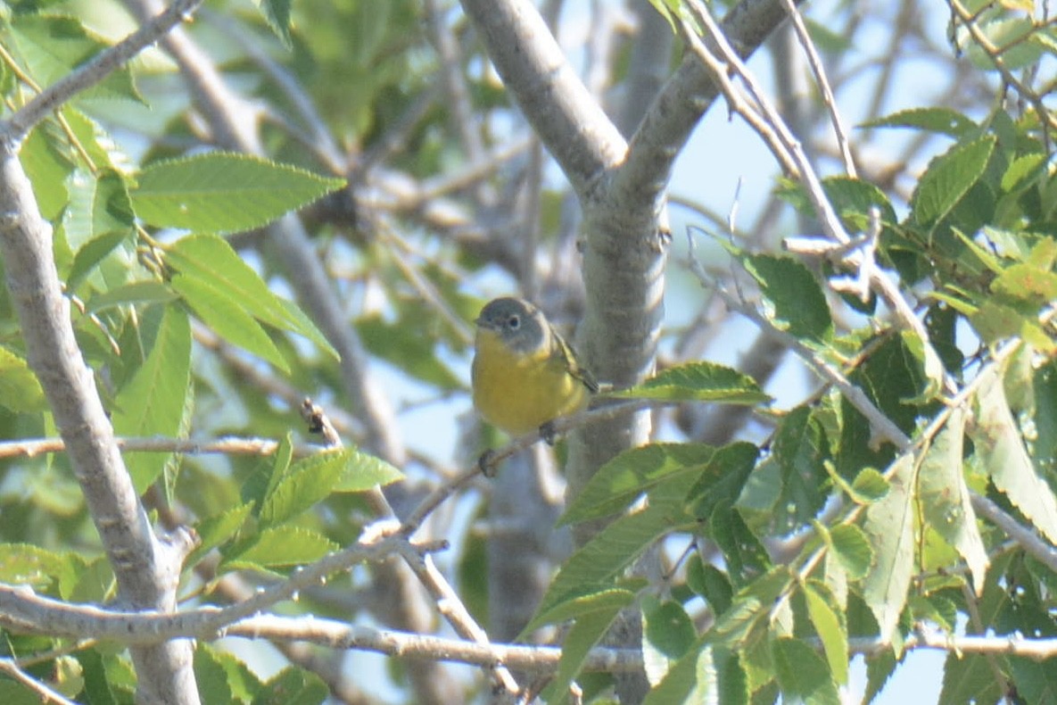 Nashville Warbler - ML641022722