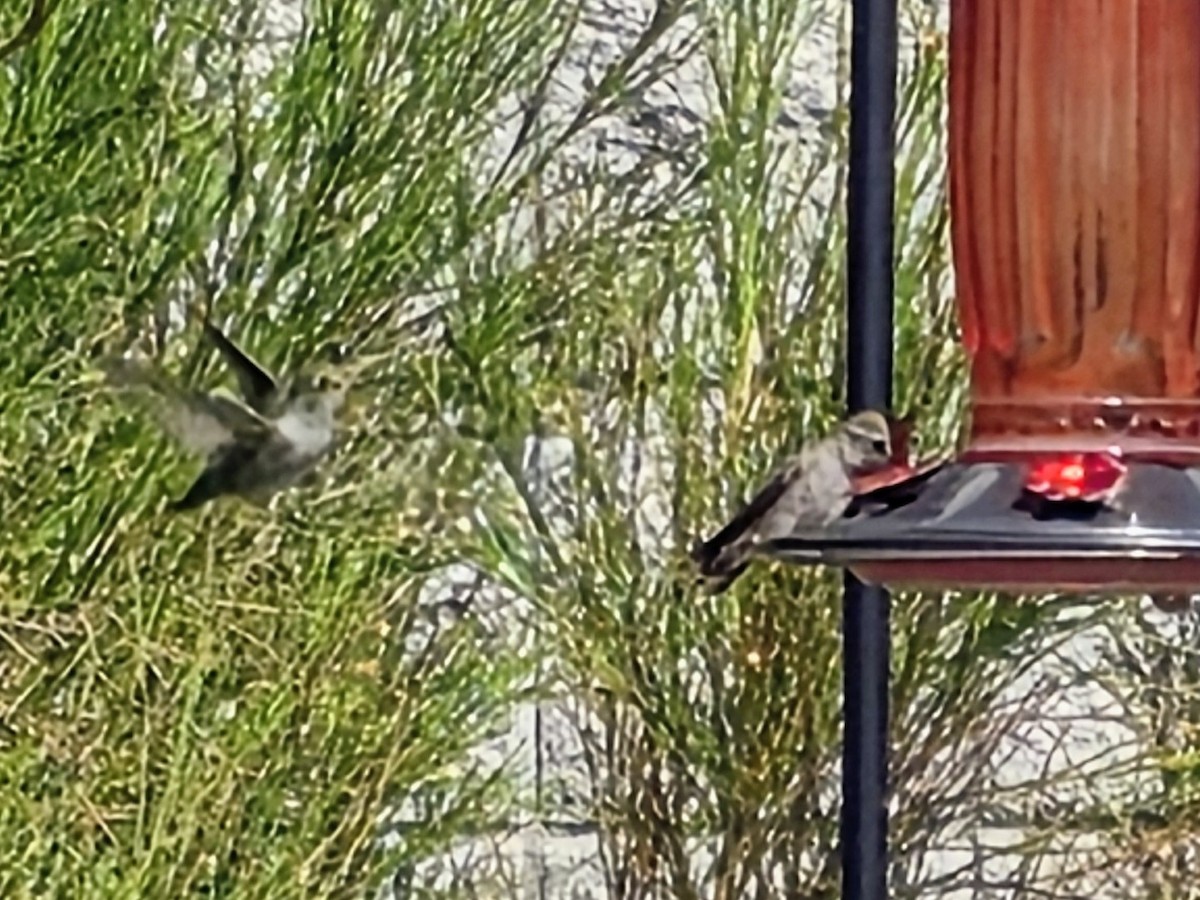 Costa's Hummingbird - ML641022725