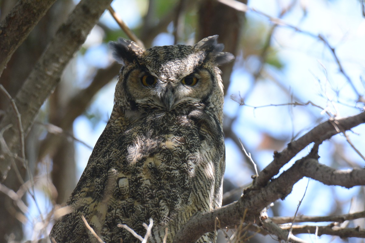 Great Horned Owl - ML641022756
