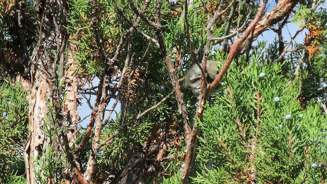 Juniper Titmouse - ML641022766