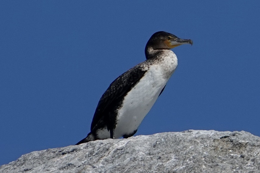 Great Cormorant (White-breasted) - ML641022767