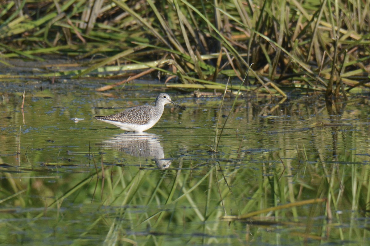 Greater Yellowlegs - ML641022768
