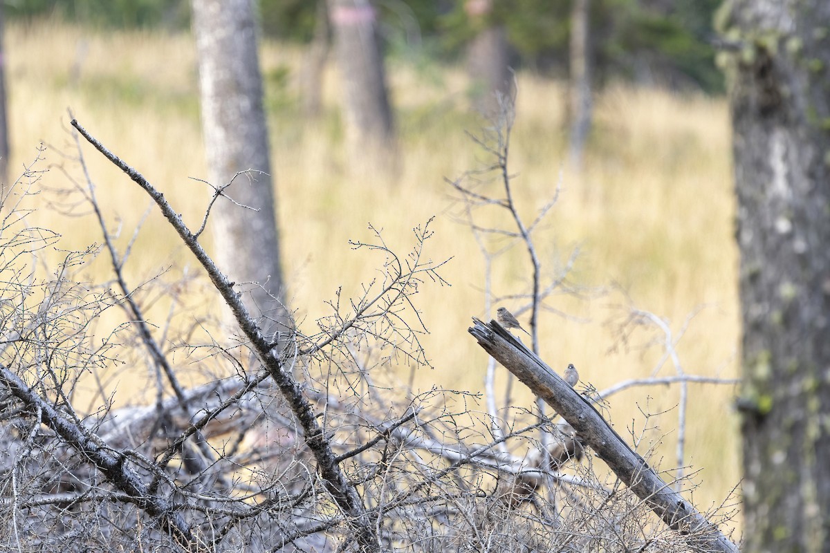 Dark-eyed Junco (Pink-sided) - ML641022798