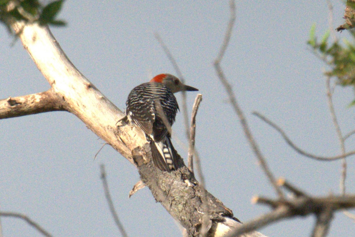 Red-bellied Woodpecker - ML641022822
