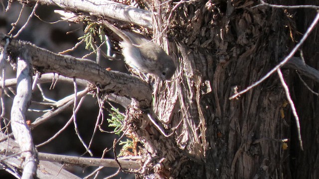 Juniper Titmouse - ML641022851