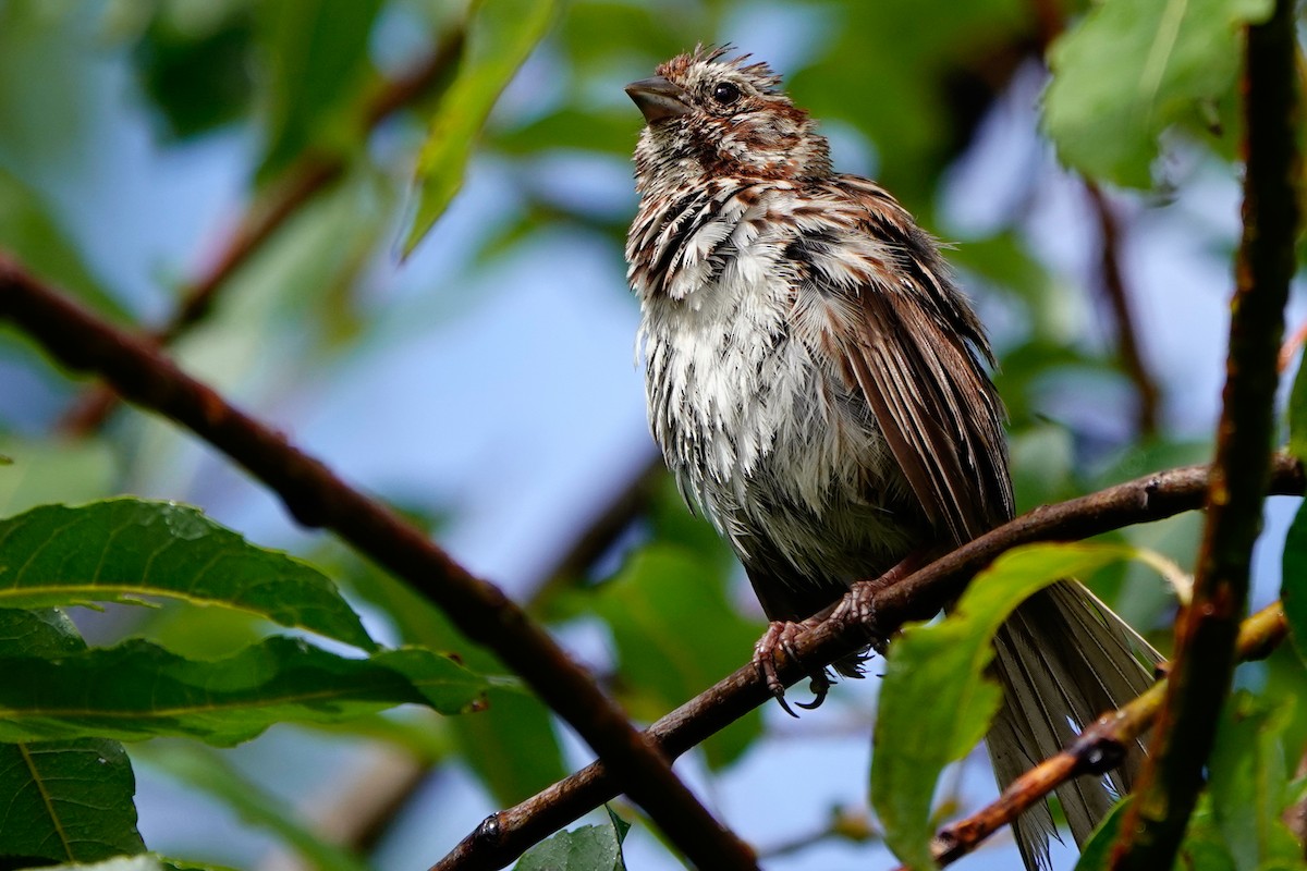 Song Sparrow - ML641022864